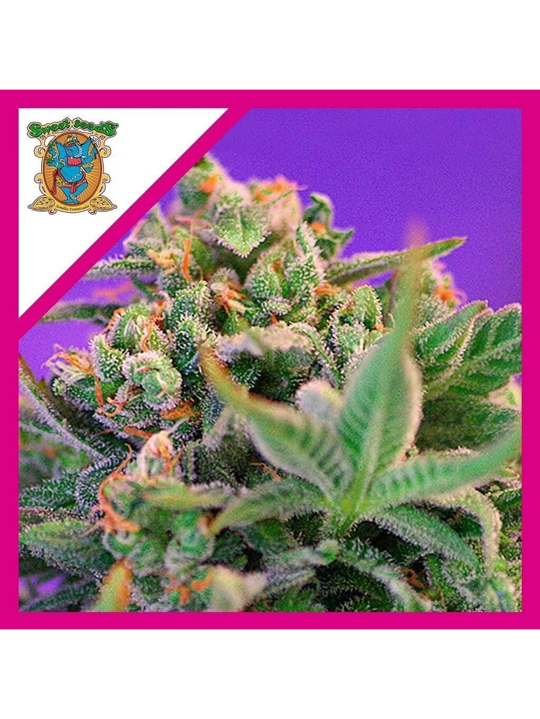Sweet Cheese F1 Fem® -Sweet Seeds (X100/X25/X3+1) 5