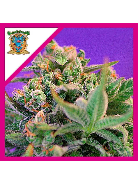 Sweet Cheese F1 Fem® -Sweet Seeds (X100/X25/X3+1) 5