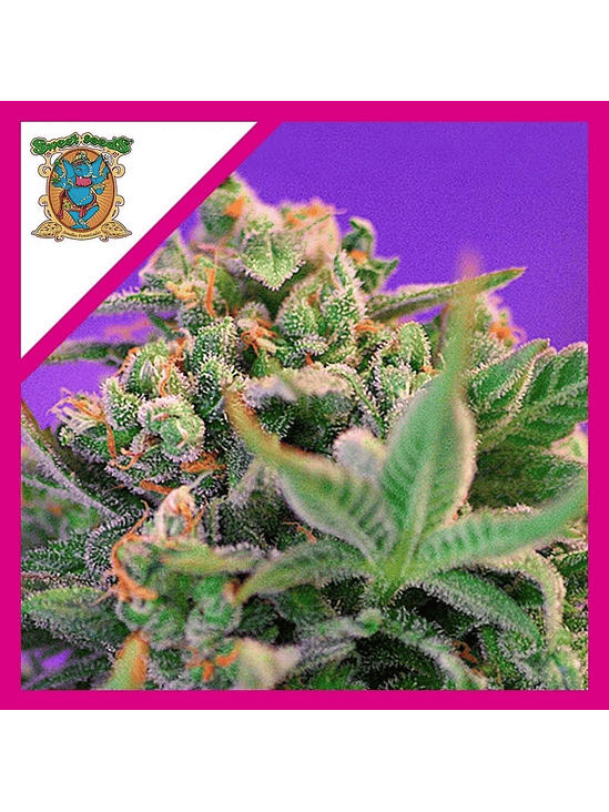 Sweet Cheese F1 Fem® X100-Sweet Seeds 5