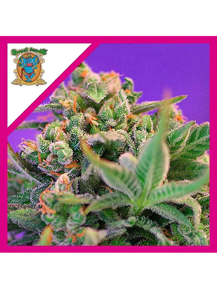 Sweet Cheese F1 Fem® -Sweet Seeds (X100/X25/X3+1) 5