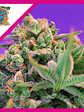 Sweet Cheese F1 Fem® X100-Sweet Seeds - Miniatura 5