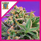 Sweet Cheese F1 Fem® -Sweet Seeds (X100/X25/X3+1) - Miniatura 5