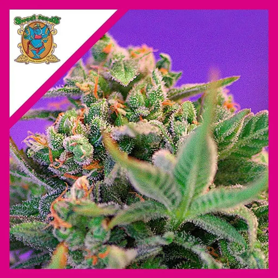 Sweet Cheese F1 Fem® -Sweet Seeds (X100/X25/X3+1) 5