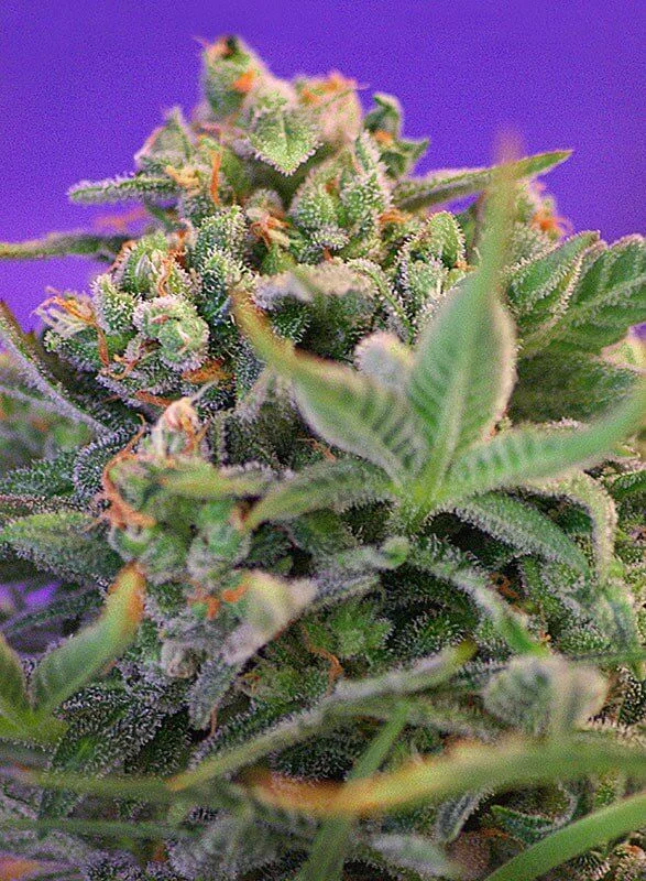 Sweet Cheese F1 Fem® -Sweet Seeds (X100/X25/X3+1) 6