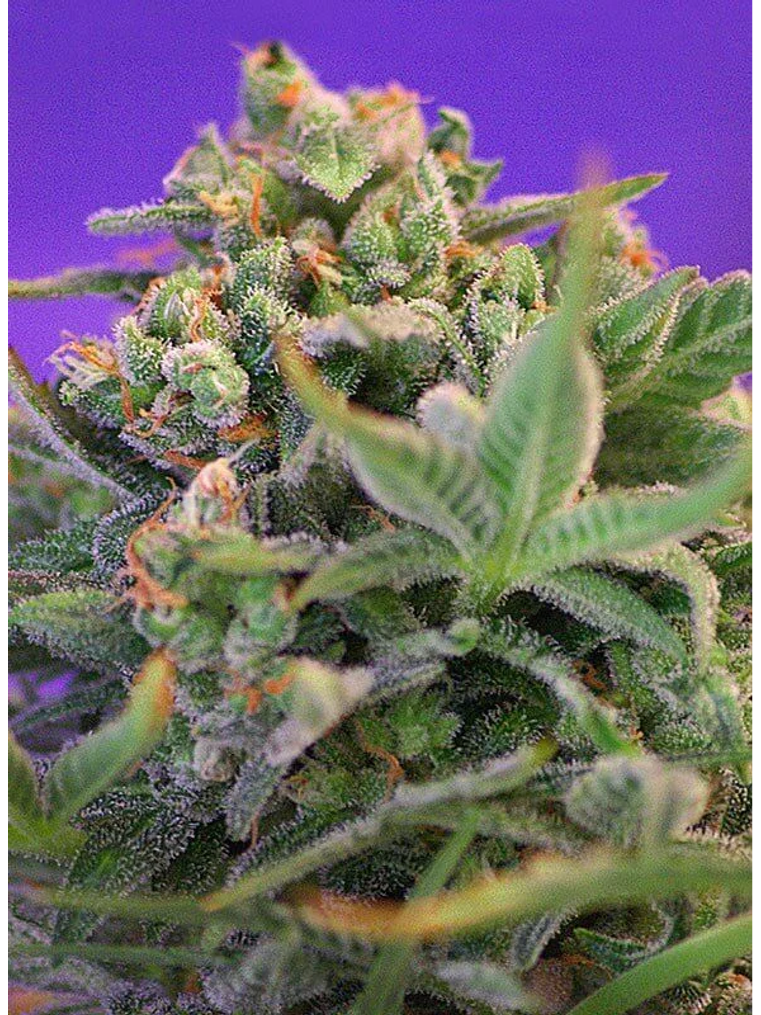 Sweet Cheese F1 Fem® -Sweet Seeds (X100/X25/X3+1) 6