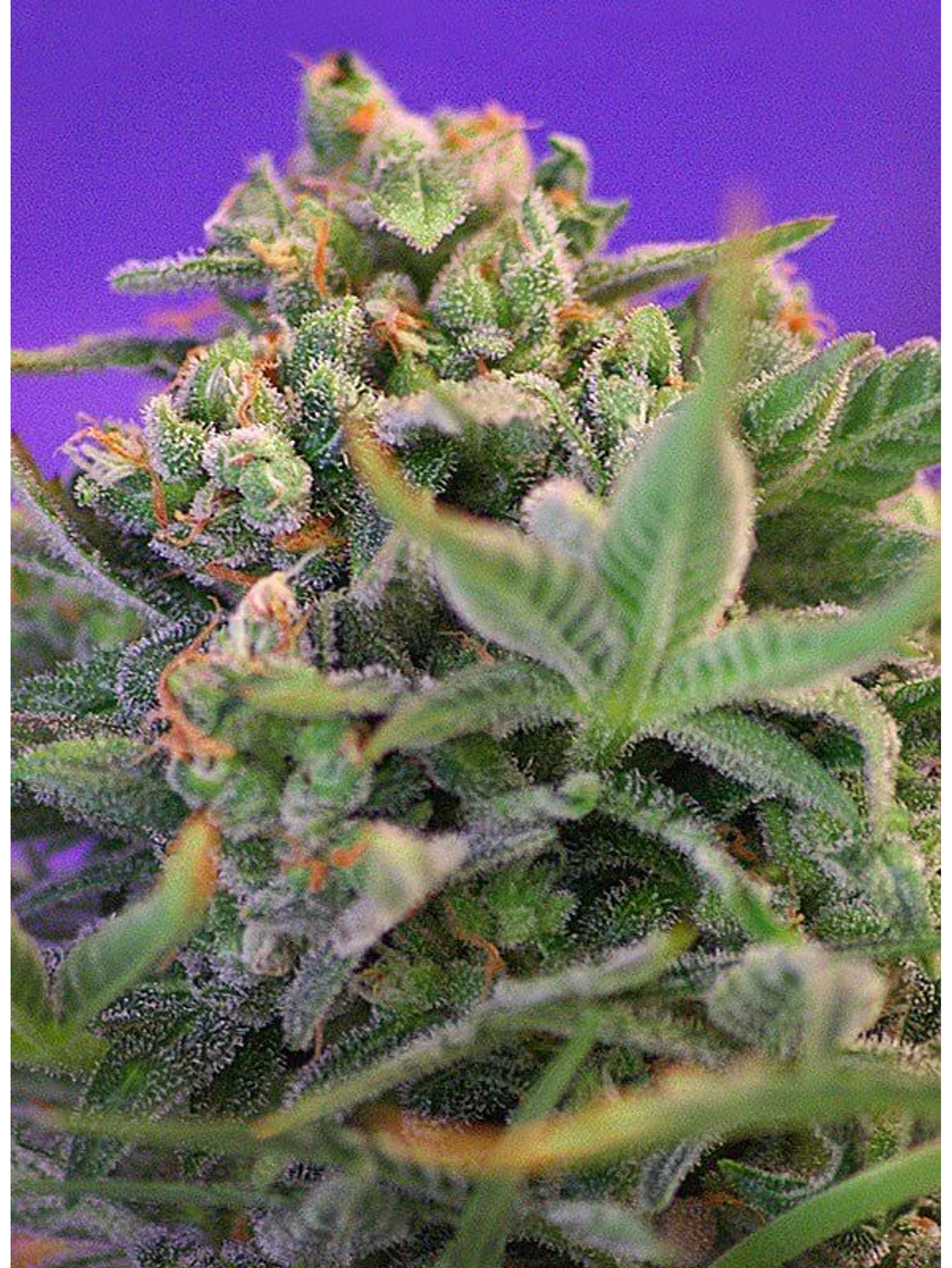Sweet Cheese F1 Fem® -Sweet Seeds (X100/X25/X3+1) 6