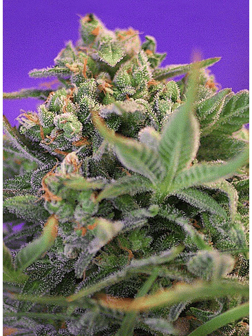 Sweet Cheese F1 Fem® X100-Sweet Seeds 6