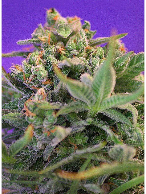 Sweet Cheese F1 Fem® -Sweet Seeds (X100/X25/X3+1) 6