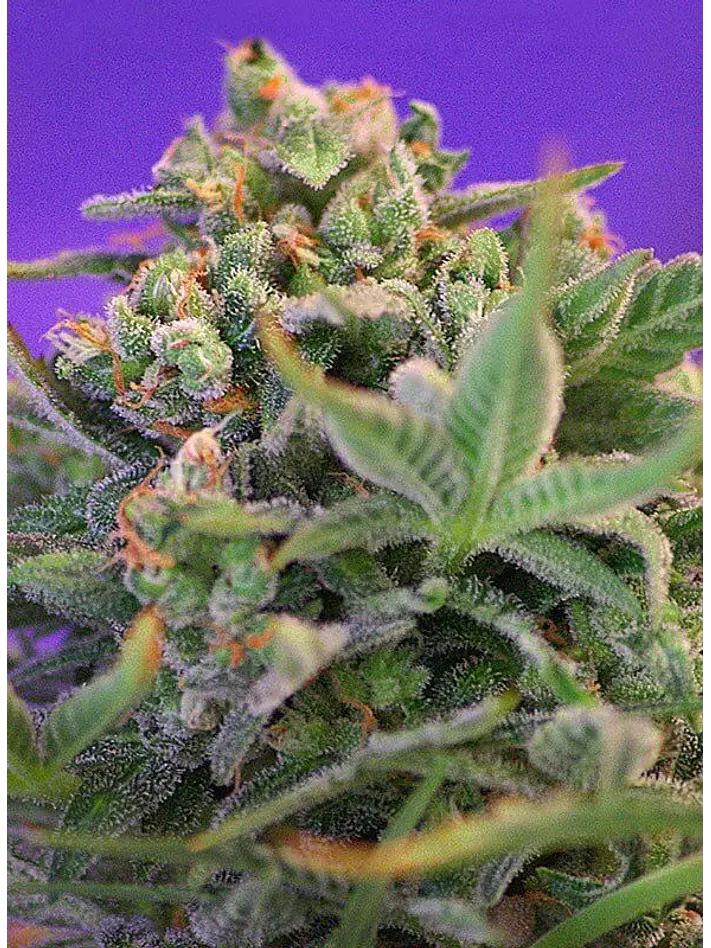 Sweet Cheese F1 Fem® -Sweet Seeds (X100/X25/X3+1) 6