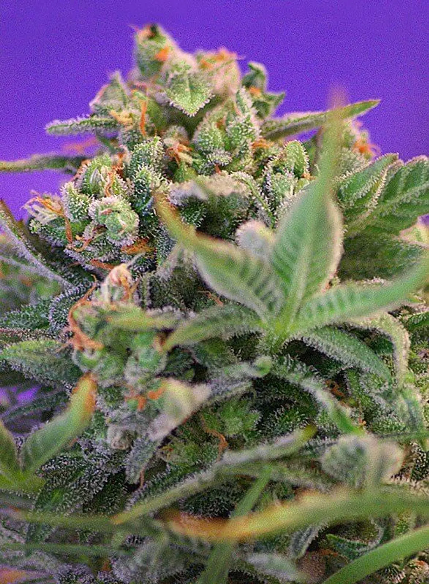 Sweet Cheese F1 Fem® -Sweet Seeds (X100/X25/X3+1) 6