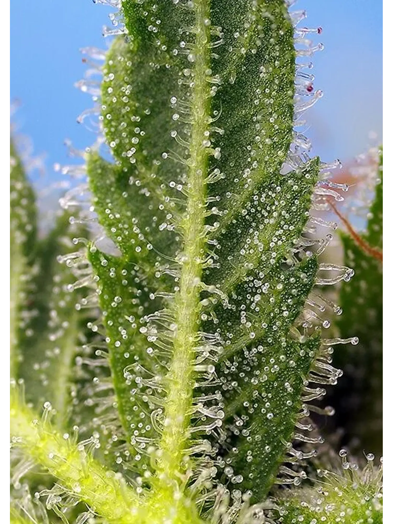 Runtz Xl Auto -Sweet Seeds (X5+2/X3+1) 4