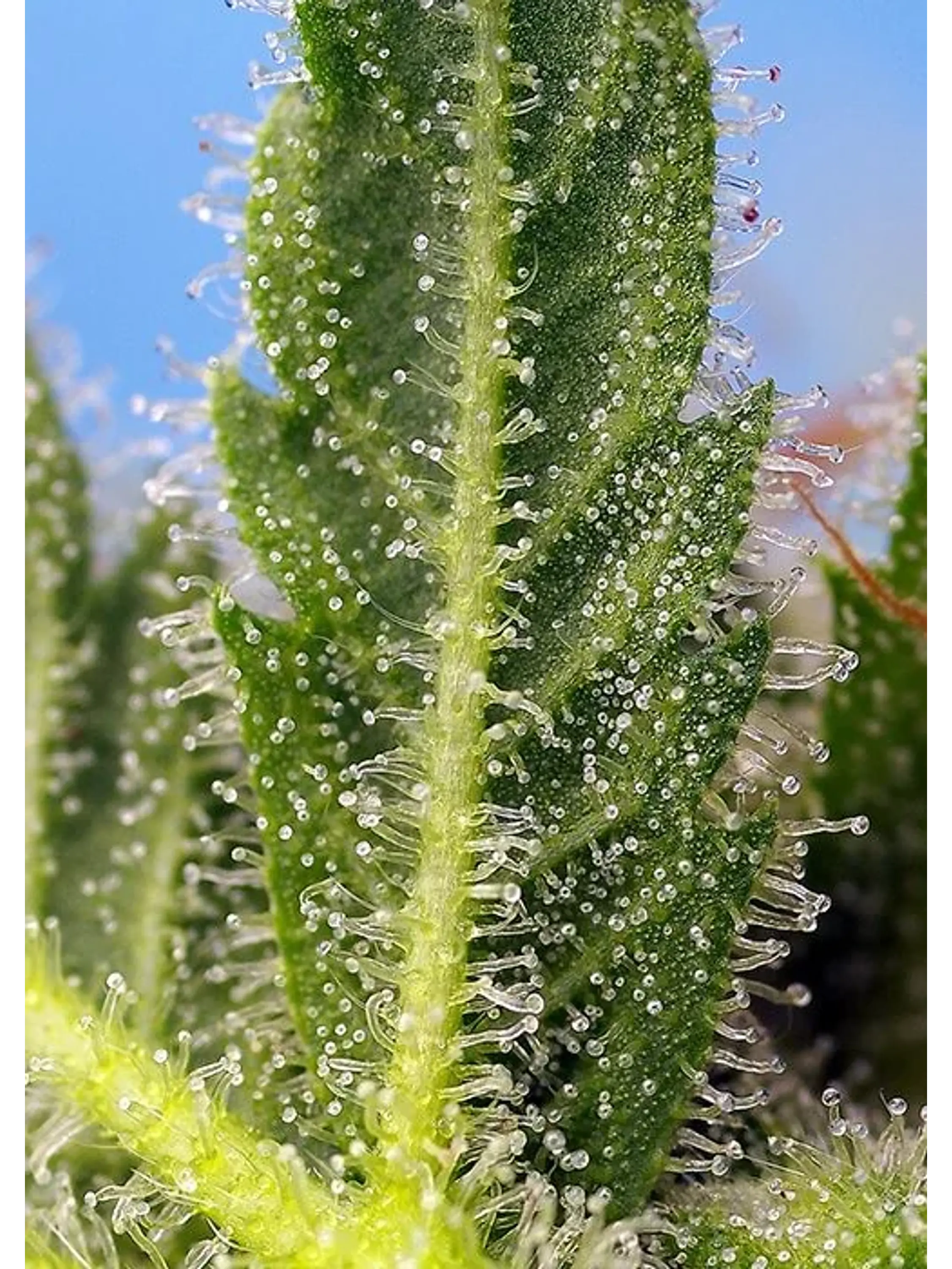 Runtz Xl Auto -Sweet Seeds (X5+2/X3+1) 4