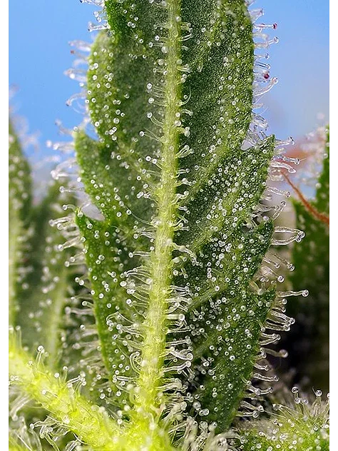 Runtz Xl Auto -Sweet Seeds (X5+2/X3+1) 4