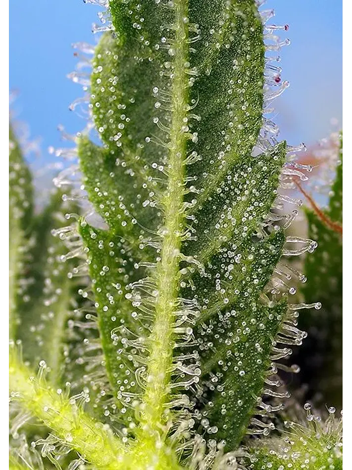 Runtz Xl Auto -Sweet Seeds (X5+2/X3+1) 4