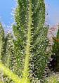 Runtz Xl Auto -Sweet Seeds (X5+2/X3+1) - Miniatura 4