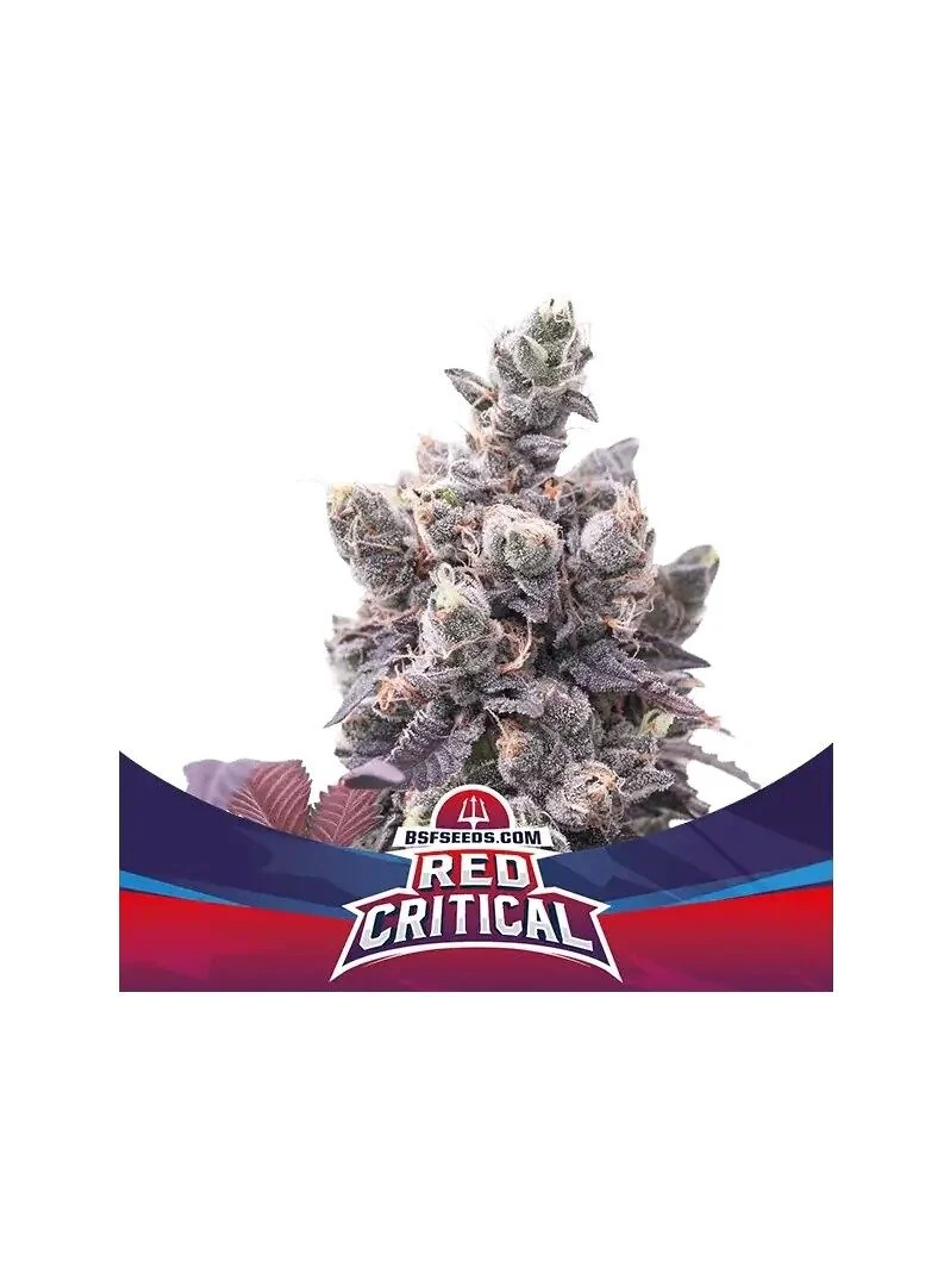 Red Critical Auto -Bsf (X12/X7/X4/X2) 2