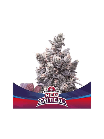 Red Critical Auto X2 -Bsf 2