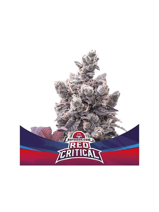 Red Critical Auto X2 -Bsf 2