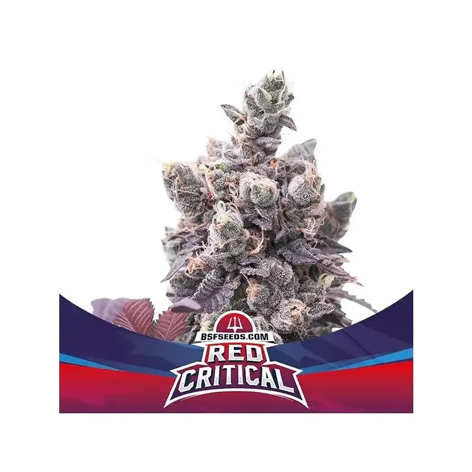Red Critical Auto -Bsf (X12/X7/X4/X2) 2