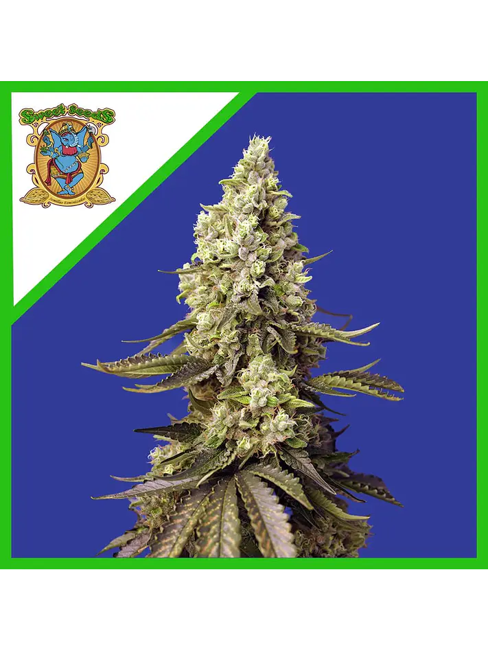 Runtz Xl Auto -Sweet Seeds (X5+2/X3+1) 3