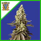 Runtz Xl Auto -Sweet Seeds (X5+2/X3+1) - Miniatura 3