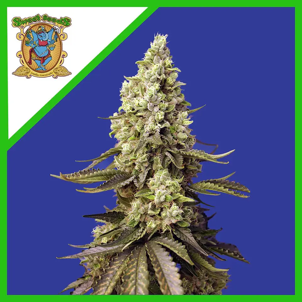 Runtz Xl Auto -Sweet Seeds (X5+2/X3+1) 3