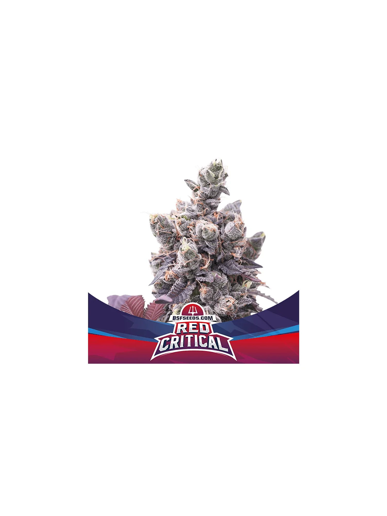 Red Critical Auto -Bsf (X12/X7/X4/X2) 3