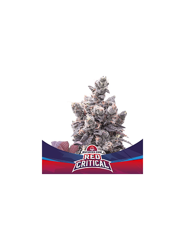 Red Critical Auto X2 -Bsf 3