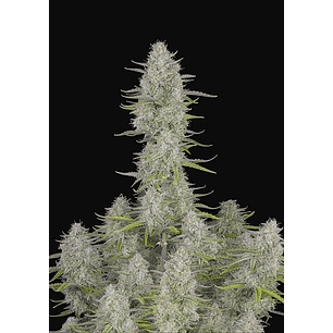 Wedding Cheescake Auto X3-Fast Buds