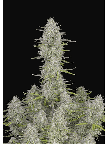 Wedding Cheescake Auto X3-Fast Buds 2