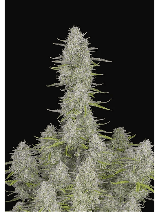 Wedding Cheescake Auto X3-Fast Buds 2