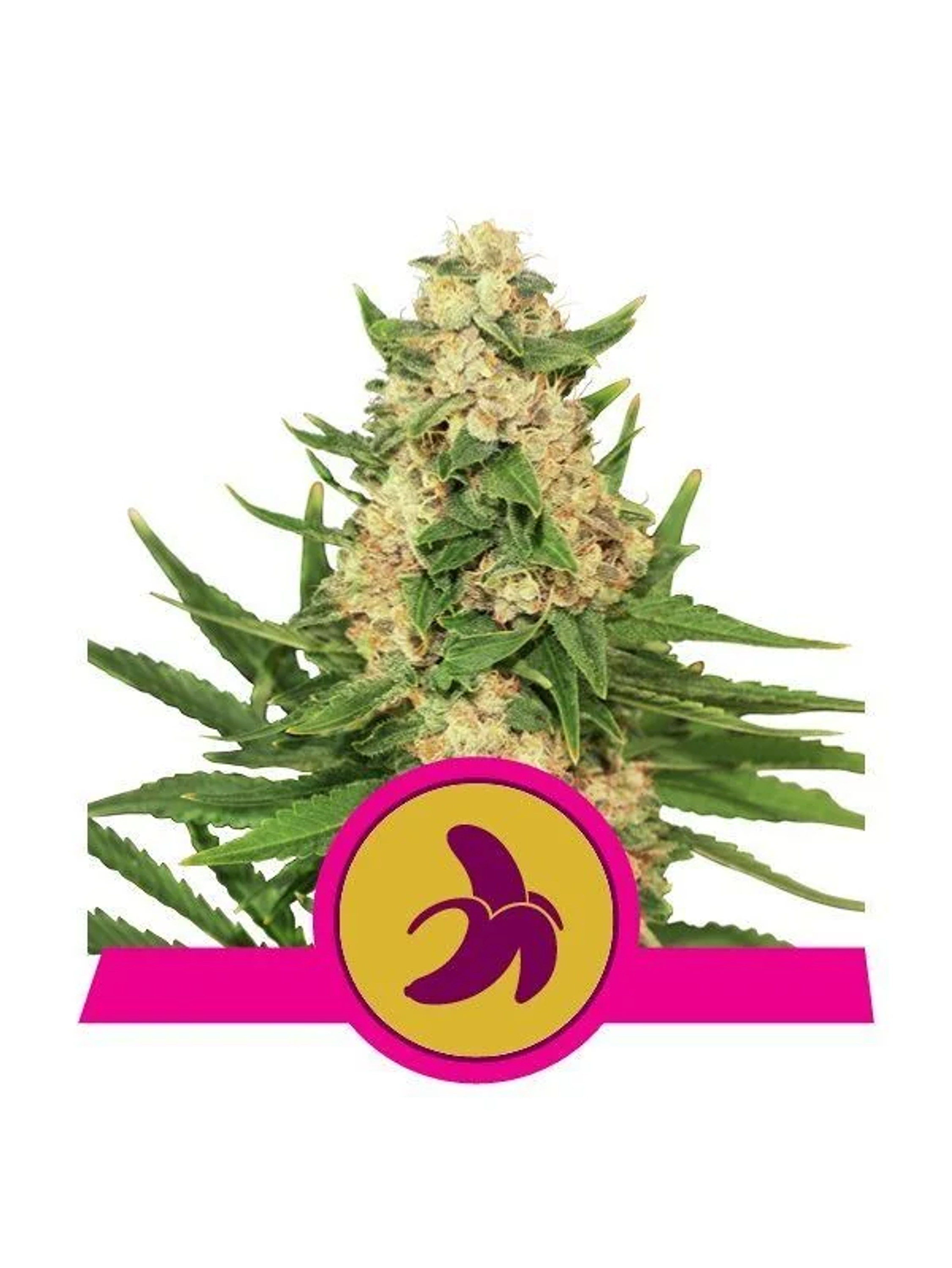 Fat Banana Fem -Royal Queen Seeds (X3/X1) 2