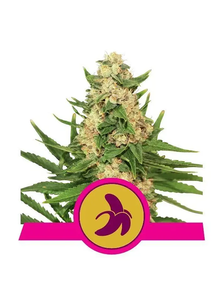 Fat Banana Fem -Royal Queen Seeds (X3/X1) 2