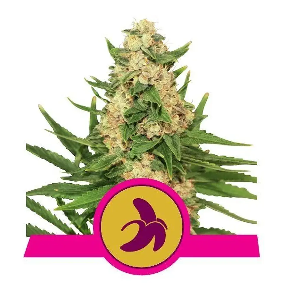 Fat Banana Fem -Royal Queen Seeds (X3/X1) 2