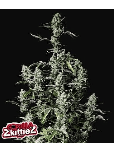 Gorilla Zkittlez Auto X3-Fast Buds 4