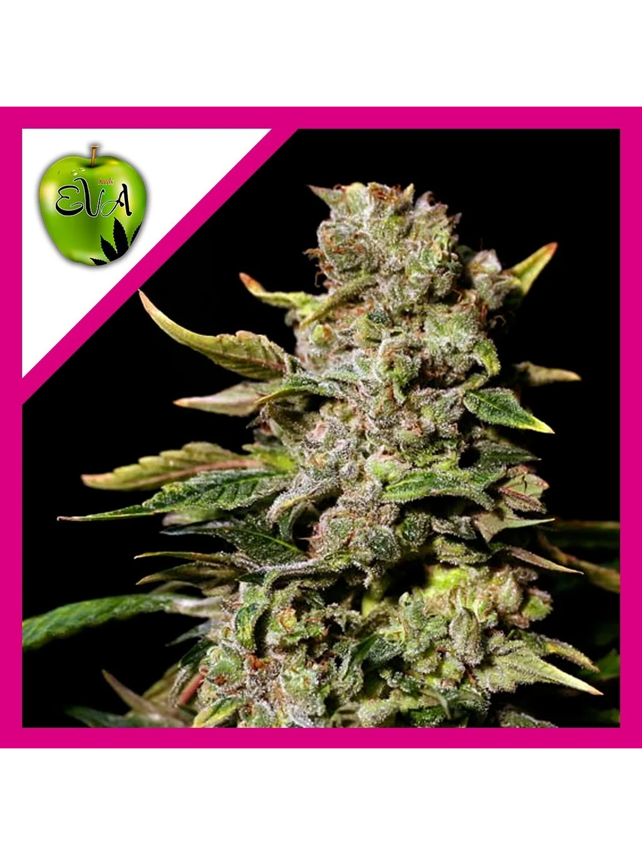 Tnt Kush Fem -Eva Seeds (X3+1/X3) 2