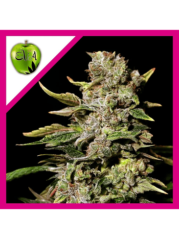 Tnt Kush  Fem X3+1-Eva Seeds 2