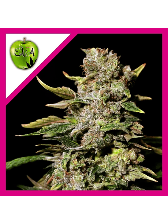 Tnt Kush  Fem X3+1-Eva Seeds 2