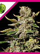 Tnt Kush  Fem X3+1-Eva Seeds - Miniatura 2