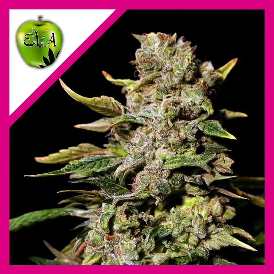 Tnt Kush Fem -Eva Seeds X3+1 2