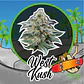 West Kush Auto -Delirium Seeds (X4/X2/X1) - Miniatura 6