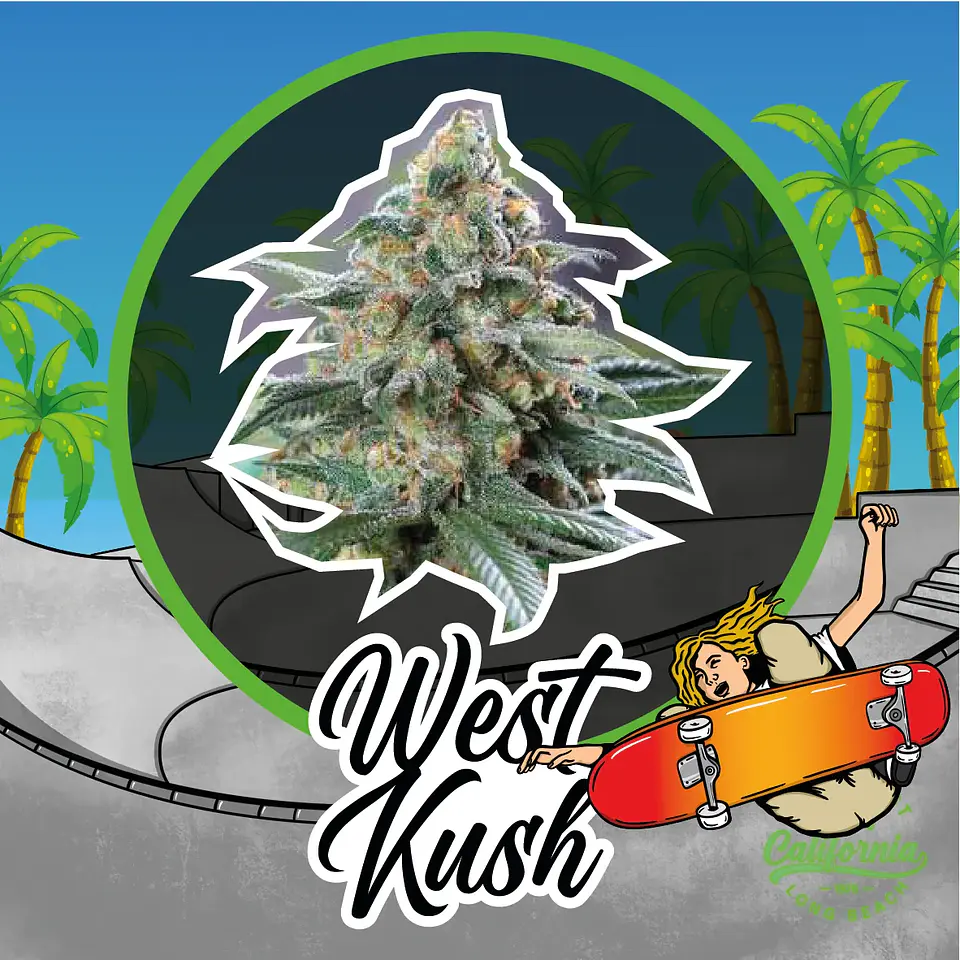 West Kush Auto -Delirium Seeds (X4/X2/X1) 6