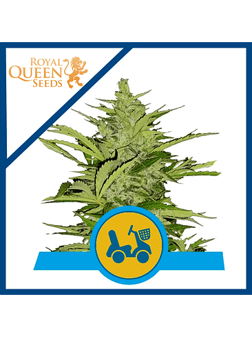 Fast Eddy Auto Cbd X10-Royal Queen 2