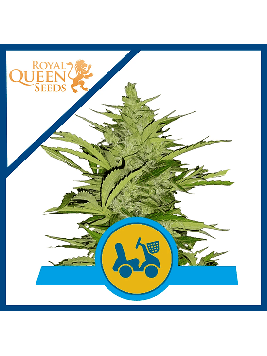 Fast Eddy Auto Cbd X10-Royal Queen 2