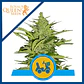 Fast Eddy Auto Cbd -Royal Queen (X10/X3) - Miniatura 2