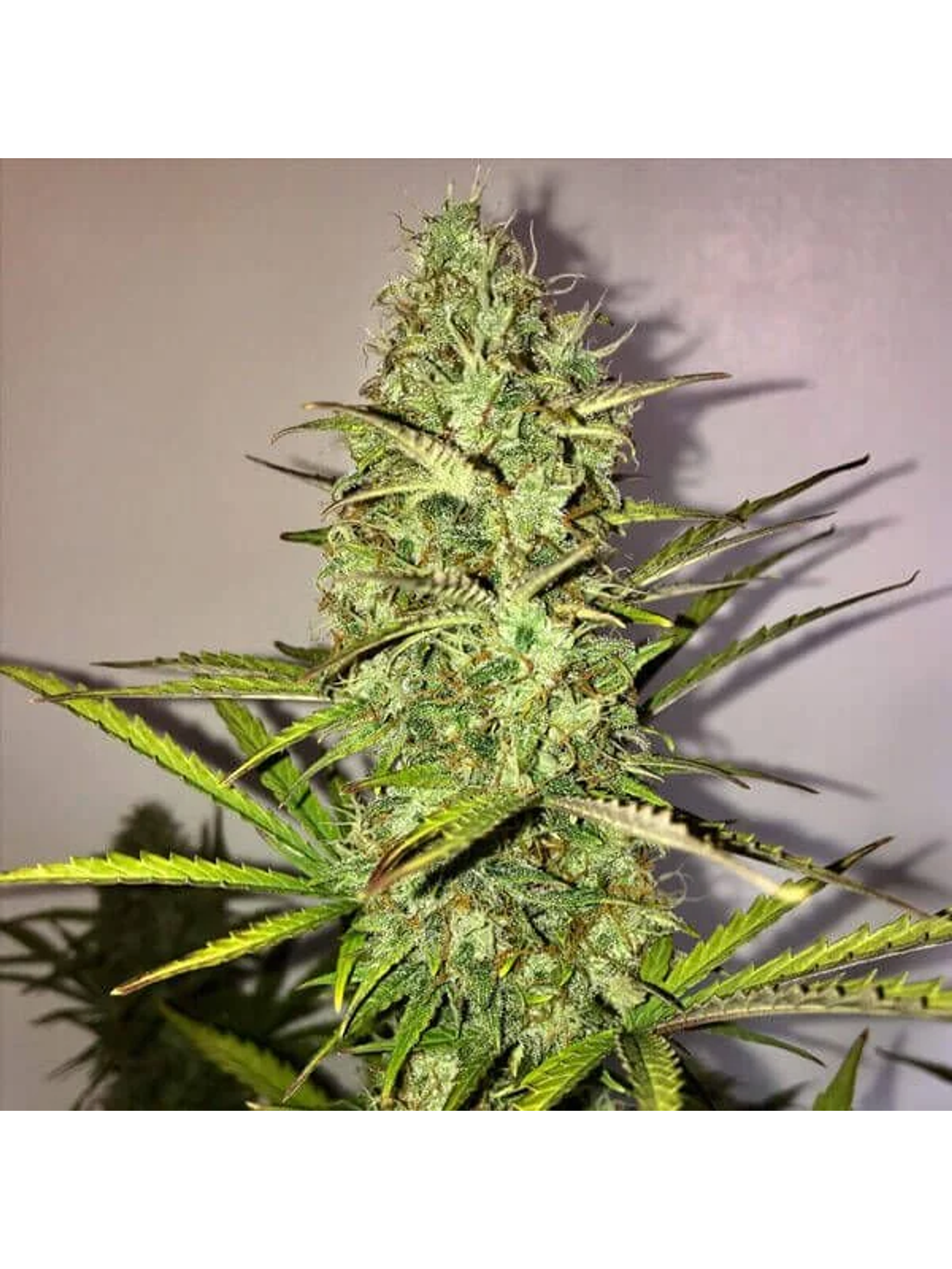 Fast Eddy Auto Cbd -Royal Queen (X10/X3) 3