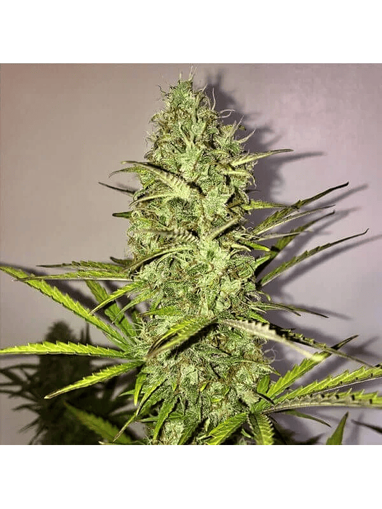 Fast Eddy Auto Cbd X10-Royal Queen 3