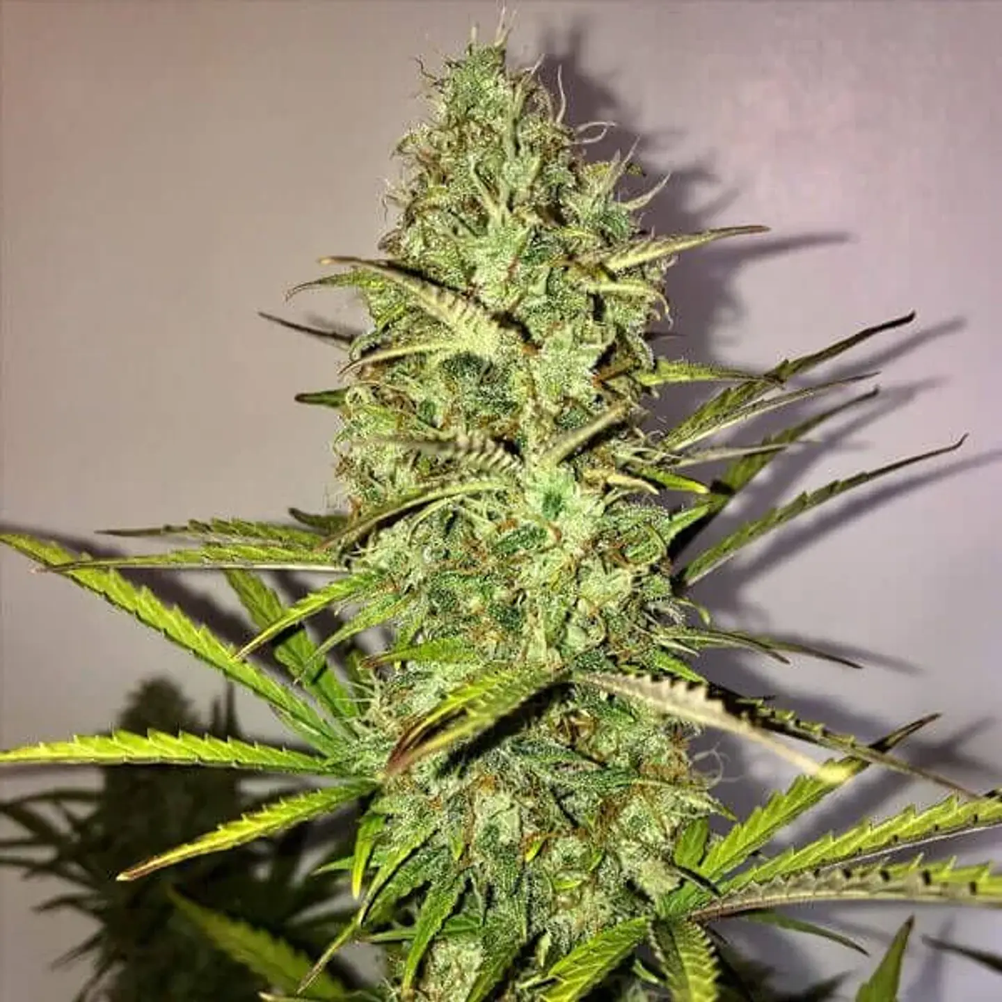 Fast Eddy Auto Cbd -Royal Queen (X10/X3) 3