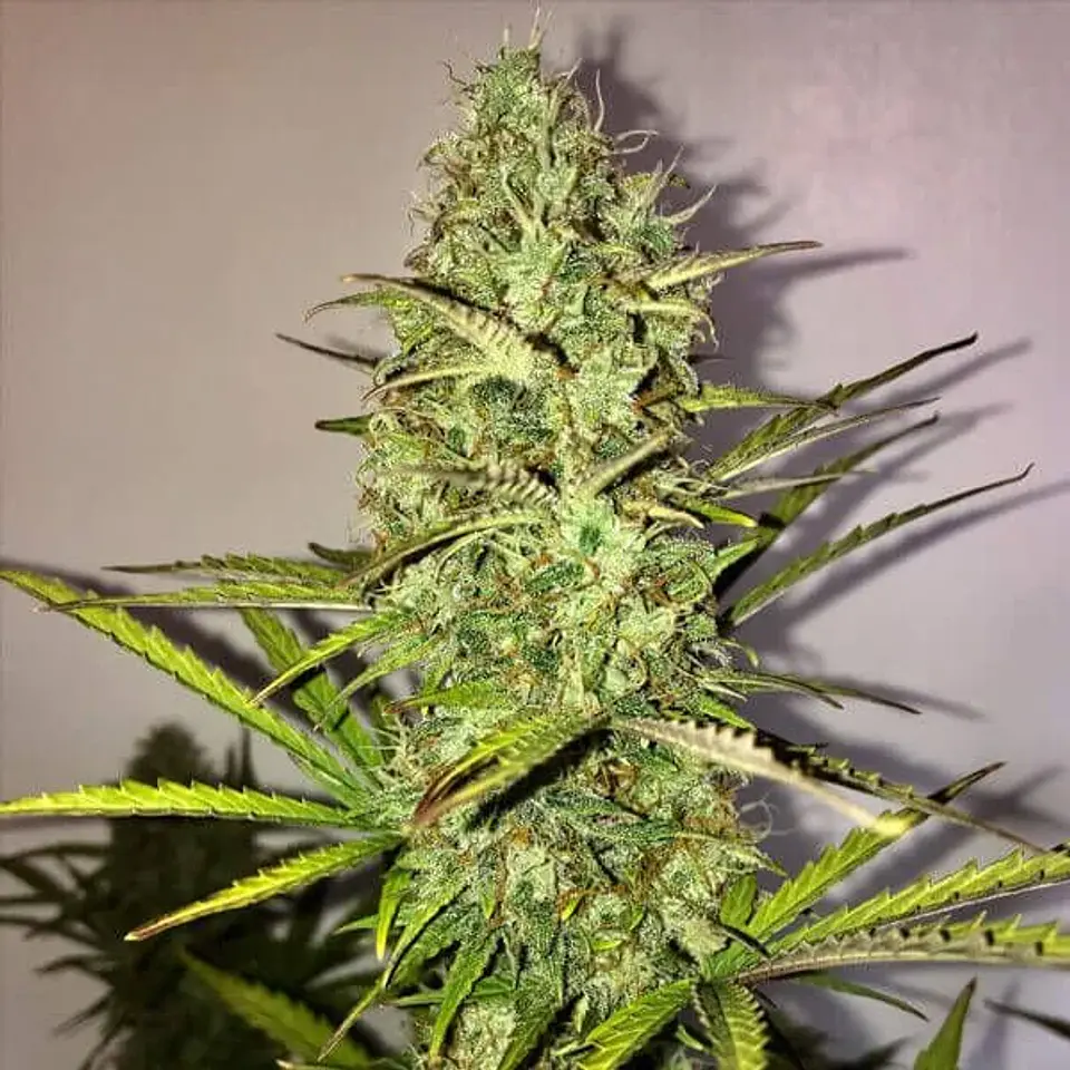 Fast Eddy Auto Cbd -Royal Queen (X10/X3) 3