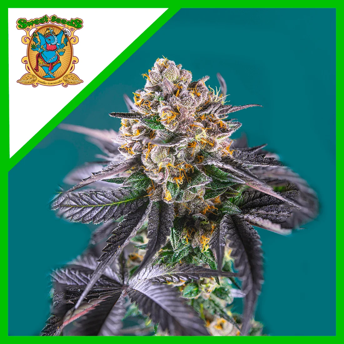 Red Strawberry Banana Auto® -Sweet Seeds (X5+2/X3+1) 4